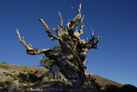 Ấn tượng trước cây thông hơn 5000 năm tuổi